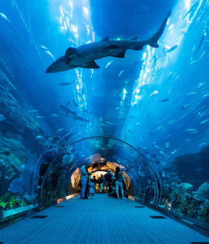  Dubai - Dubai Aquarium & Underwater Zoo - pic 